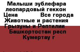 Малыши эублефара ( леопардовый геккон) › Цена ­ 1 500 - Все города Животные и растения » Грызуны и Рептилии   . Башкортостан респ.,Кумертау г.